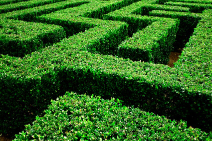 hedge maze